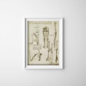 Plakát Plakát Anatómiai da vinci csontok
