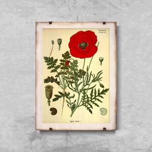 Retro poszterek Retro poszterek Botanikus nyomtatott piros mák