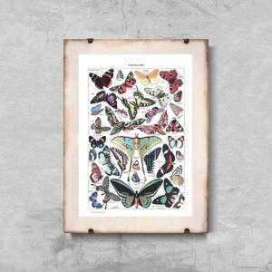 Retro poszterek Retro poszterek Botanikus pillangó Adolphe Milllot Papillons