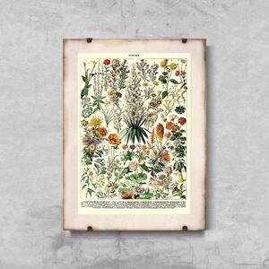 Retro poszterek Retro poszterek Virágos nyomtatás Adolphe Millot