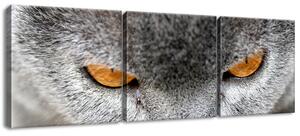 Gario Vászonkép Kandúr, Jenny Downing - 3 részes Méret: 90 x 30 cm