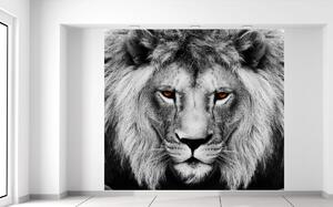 Gario Fotótapéta Oroszlán tekintet Anyag: Öntapadó, Méret: 268 x 240 cm