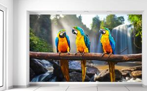 Gario Fotótapéta Színes papagájok Anyag: Öntapadó, Méret: 412 x 248 cm