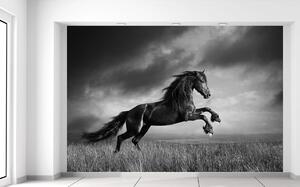 Gario Fotótapéta Titokzatos fekete ló Anyag: Öntapadó, Méret: 200 x 135 cm