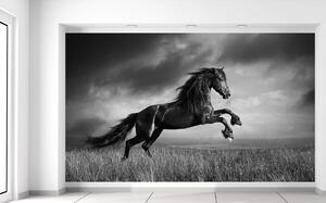 Gario Fotótapéta Titokzatos fekete ló Anyag: Öntapadó, Méret: 402 x 240 cm