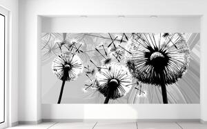 Fotótapéta Gyönyöru feketefehér pitypangok Anyag: Öntapadó, Méretek: 536 x 240 cm