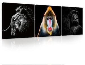 Vászonkép 3 darabos, Majmok és oroszlán, 3 db 25x25 cm méret