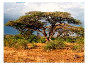 Fotótapéta - Samburu National Reserve, Kenya