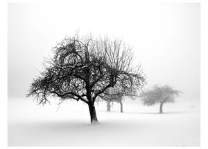 Fotótapéta - Winter: Trees