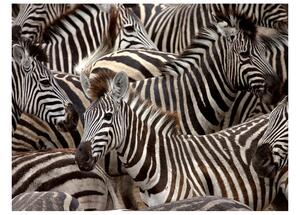 Fotótapéta - Herd zebrák