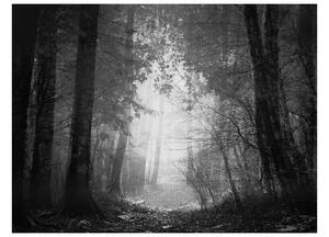 Fotótapéta - Forest of Shadows