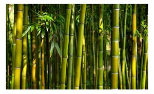 Fotótapéta - Ázsiai bambusz erdő