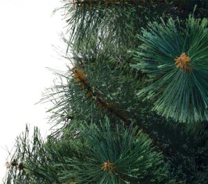 Karácsonyfa - Erdeifenyő 220cm Chilly Green