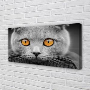 Canvas képek Gray brit macska 100x50 cm