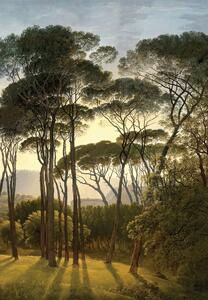 Fotó tapéta Old Trees 180 x 255 cm, 2 részek
