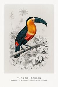 Festmény reprodukció The Ariel Toucan (Bird / Zoology) - Charles D'Orbigny, (26.7 x 40 cm)