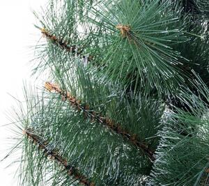 Karácsonyfa - Erdeifenyő 180cm Icy Green