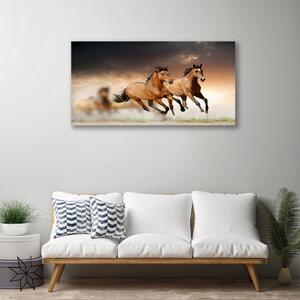 Vászonkép lovak Állatok 100x50 cm