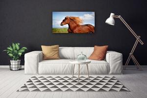 Vászonkép ló Állatok 100x50 cm