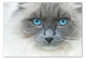 Üvegkép Cat kék szem
