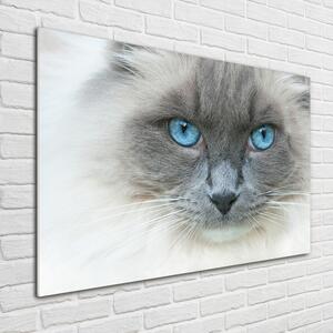Üvegkép Cat kék szem