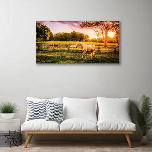 Vászonkép falra Ló Mező Természet Állatok 100x50 cm