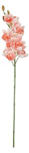 FLORISTA kardvirág 75 cm , sárgabarack szín