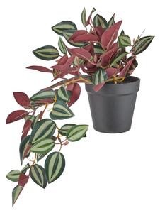 FLORISTA cserepes törpebors 44 cm
