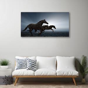 Vászonfotó lovak Állatok 100x50 cm