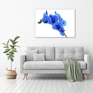 Egyedi Üvegkép Kék orchidea