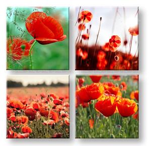 Vászonkép Meadow of poppy poppies (modern vászonképek)