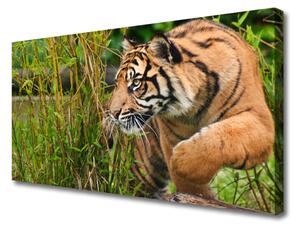 Vászonfotó tigris Állatok 100x50