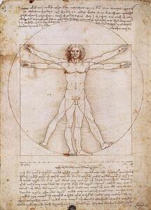 Vitruviusz-férfi Festmény reprodukció, Leonardo Da Vinci, (50 x 70 cm)
