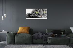 Üvegképek Szürke-fekete macska 100x50 cm