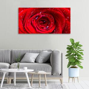 Vászonkép nyomtatás Rózsa virág