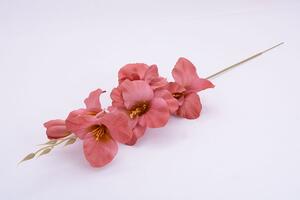 Művirág KARDVIRÁG régi rózsaszín