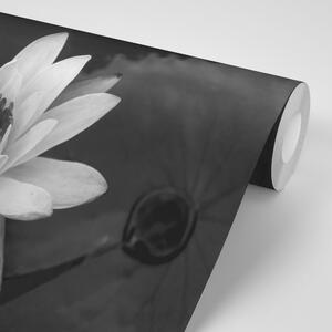 Tapéta fekete fehér lótusz virág