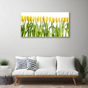 Üvegfotó Tulipán virágok természet