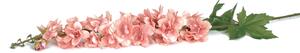 Szarkaláb művirág - rózsaszín