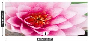 Fotótapéta lótusz virág 104x70
