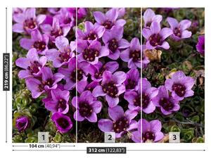 Fotótapéta lila kőtörőfű 104x70