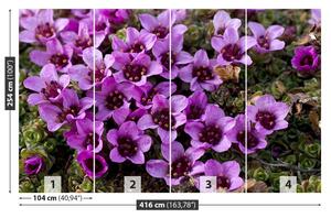 Fotótapéta lila kőtörőfű 104x70