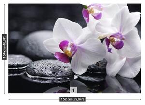 Fotótapéta Orchidea 104x70