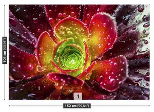 Fotótapéta piros virág 104x70