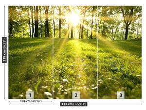 Fotótapéta erdei nap 104x70