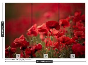 Fotótapéta mák virágok 104x70