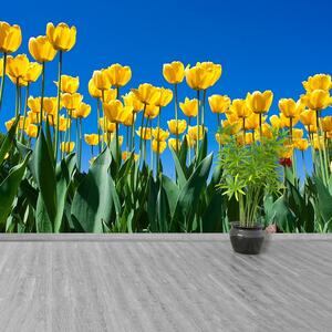 Fotótapéta vlies tapéta tulipán virágok 104x70 cm