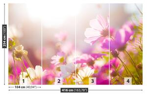 Fotótapéta százszorszép virágok 104x70