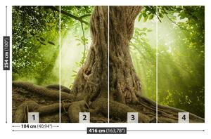 Fotótapéta Nagy fa gyökerei 104x70