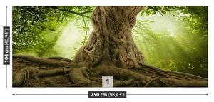 Fotótapéta Nagy fa gyökerei 104x70